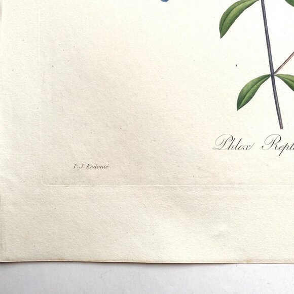 P. J. Redoute, Hand-Colored Engraving, Phlox Reptans, 1827, 12 1/2" x 9 1/2" - Picture 3 of 5